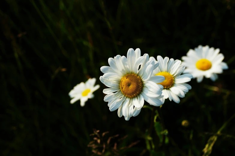 a group of white flowers sitting on top of a lush green field, by Niko Henrichon, pexels contest winner, minimalism, daisy, with a black background, warm sunshine, chrysanthemum eos-1d