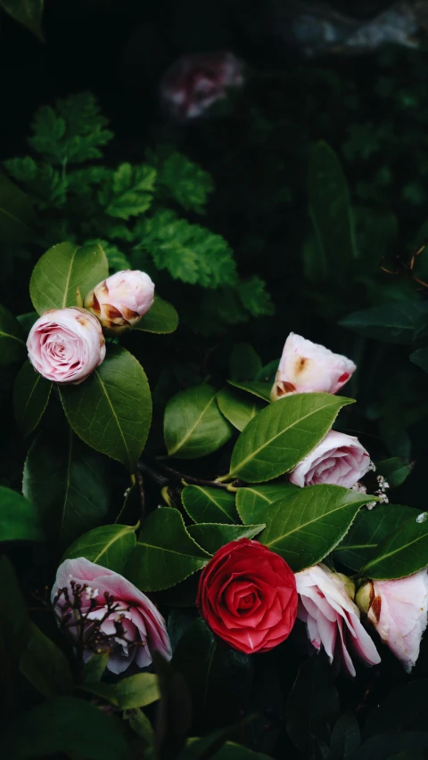 a close up of a bunch of flowers, an album cover, trending on unsplash, romanticism, green foliage, low quality photo, roses, high angle shot