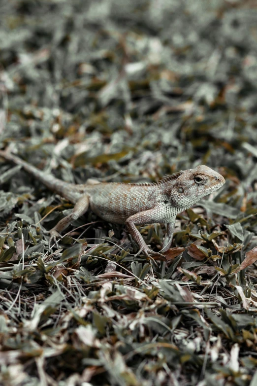 a lizard that is standing in the grass, a digital rendering, trending on pexels, in a dried out field, mini model, grey, australian