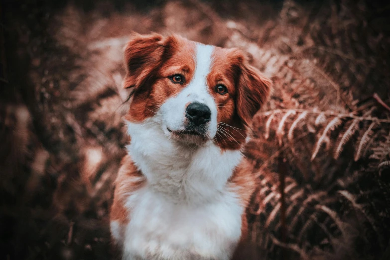 a brown and white dog standing in a field, a portrait, pexels contest winner, avatar image, aussie, reddish, an ai generated image