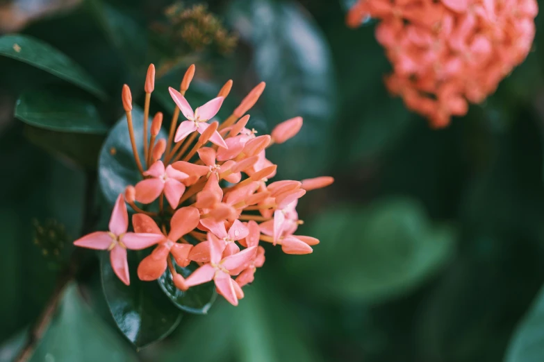 a close up of a bunch of flowers, a macro photograph, unsplash, hurufiyya, covered in coral, honeysuckle, tropical houseplants, outside intricate