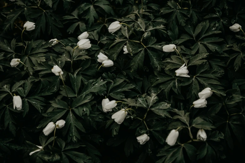 a bunch of white flowers sitting on top of a lush green field, inspired by Elsa Bleda, unsplash contest winner, hurufiyya, dark background”, overgrown ivy plants, background image, porcelain skin ”