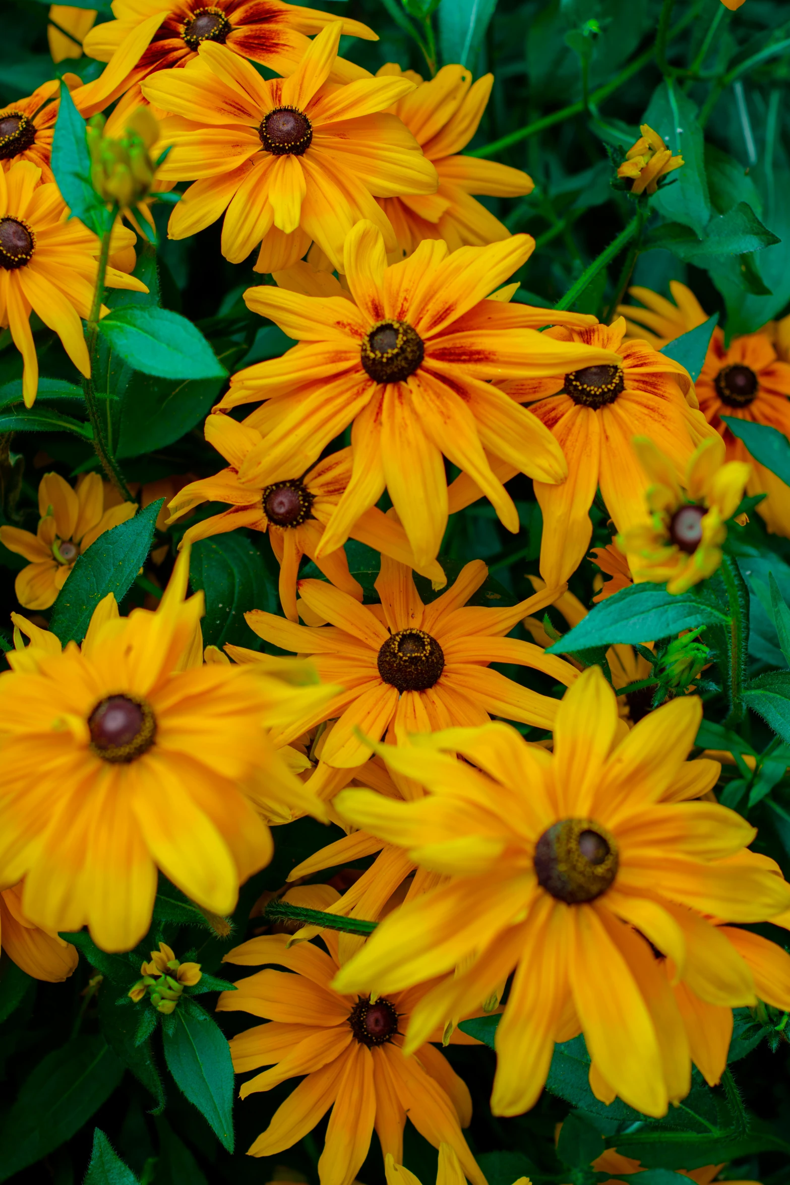 a bunch of yellow flowers sitting on top of a lush green field, bright orange eyes, parks and gardens, close ups, yellow and black trim