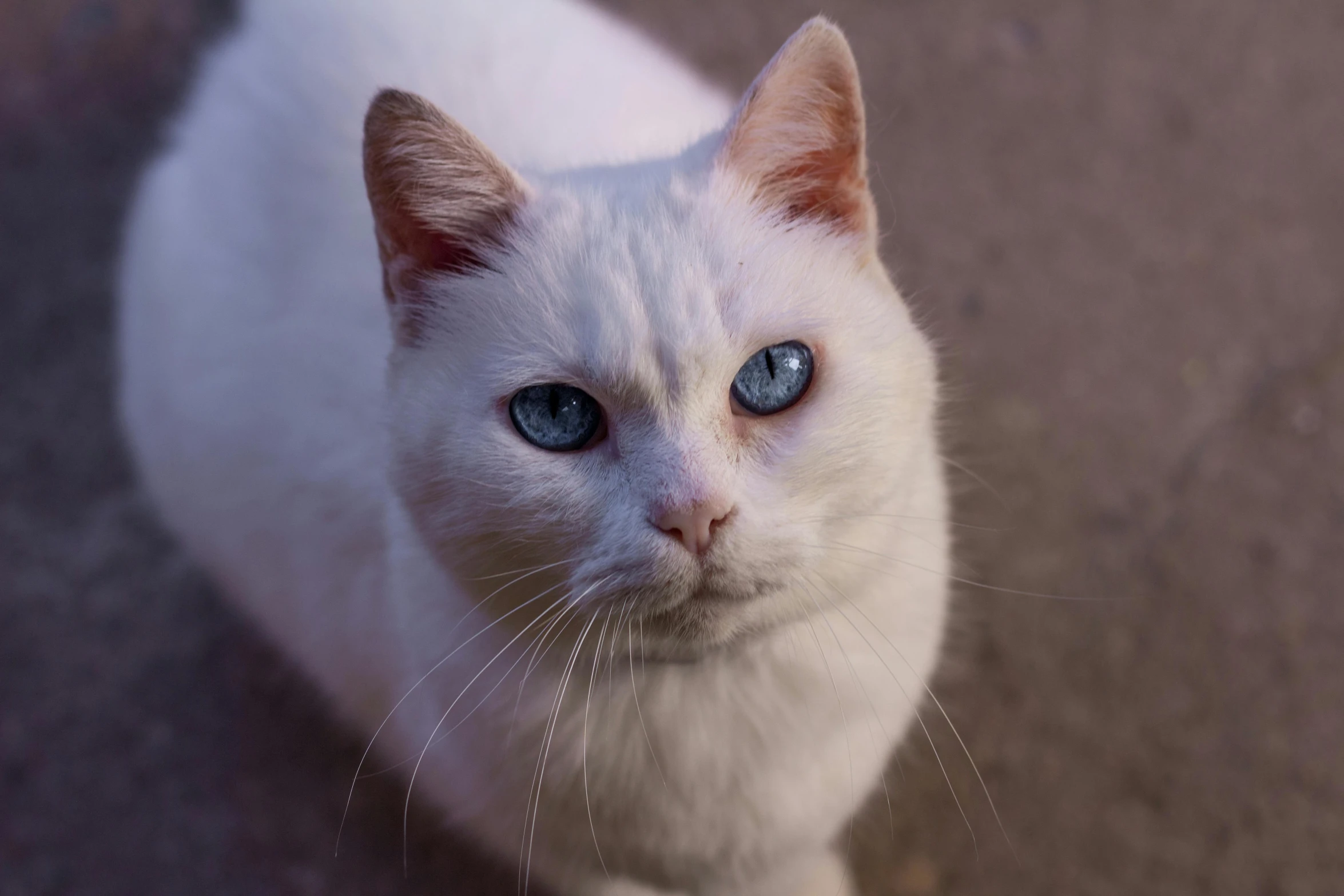 a white cat with blue eyes sitting on the ground, pexels contest winner, photorealism, white eyebrows, old male, white cyan, a blond