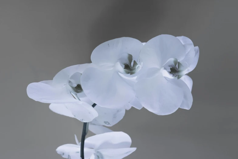 a close up of a white flower in a vase, oled lights in corners, on grey background, detailed product shot, orchid stems