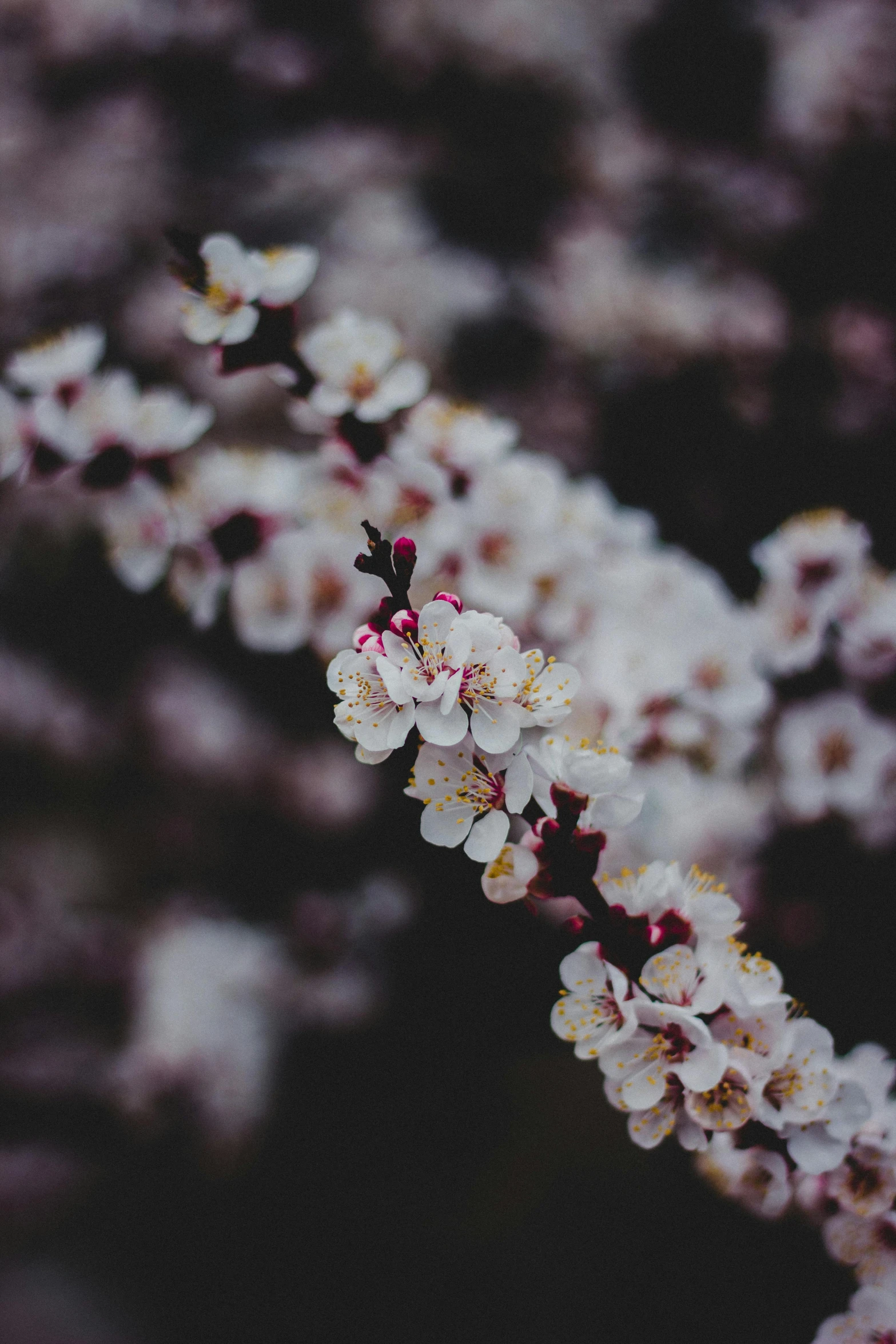 a bunch of white flowers sitting on top of a tree, trending on unsplash, paul barson, maroon, plum blossom, medium format