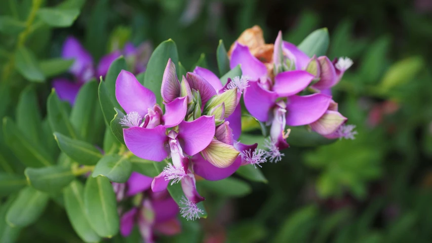 a close up of a plant with purple flowers, straya, subtropical plants, high quality product image”, al fresco