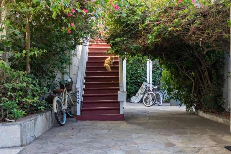 a bicycle is parked next to a set of stairs, by Bernie D’Andrea, unsplash, lush garden surroundings, a dog, hollywood standard, in red gardens