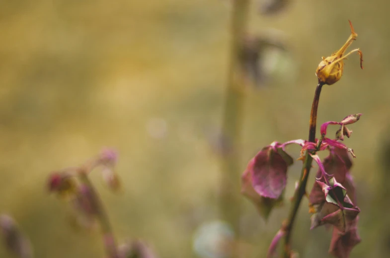 a close up of a flower with a blurry background, unsplash, romanticism, dried vines, sitting in the rose garden, gold leaves, shot on sony a 7