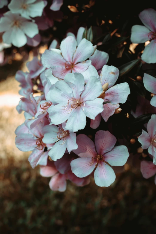 a bunch of pink flowers sitting on top of a lush green field, a colorized photo, inspired by Elsa Bleda, trending on unsplash, renaissance, almond blossom, high angle close up shot, pink white turquoise, baroque hibiscus queen