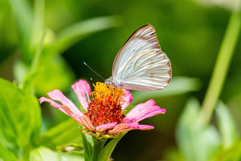 a butterfly sitting on top of a pink flower, pearlescent white, color ( sony a 7 r iv, sri lanka, as photograph