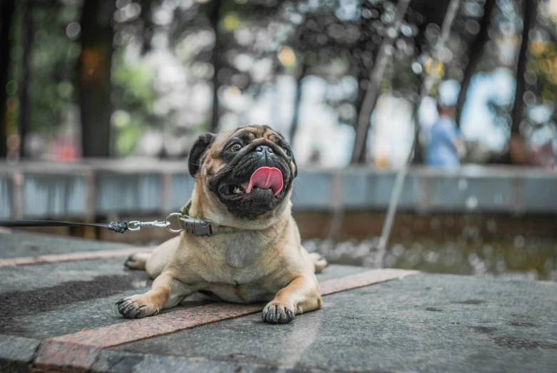 a dog that is laying down next to a fountain, a portrait, pexels contest winner, happening, pug-faced, happy with his mouth open, youtube thumbnail, square