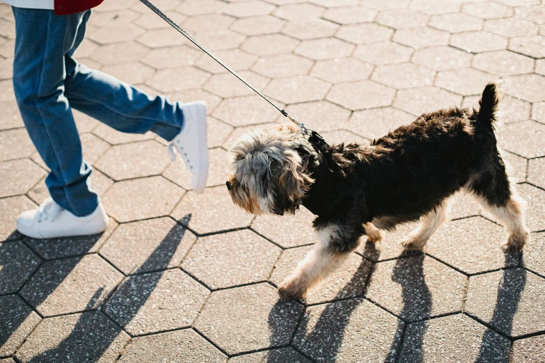 a person walking a small dog on a leash, pexels contest winner, head down, 15081959 21121991 01012000 4k, thumbnail, sydney hanson