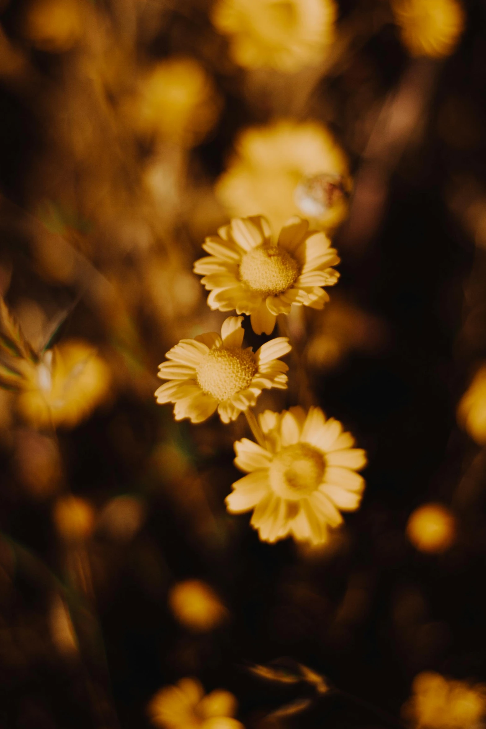 a bunch of yellow flowers in a field, a picture, unsplash, australian tonalism, brown, illuminated, chamomile, low detailed