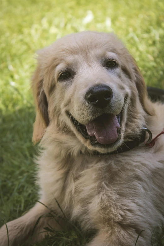 a dog that is laying down in the grass, smiling for the camera, slightly golden, he is about 20 years old | short, 2019 trending photo