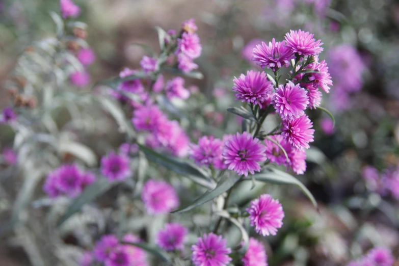 a close up of a bunch of pink flowers, spiky, over-shoulder shot, purple foliage, high quality product image”