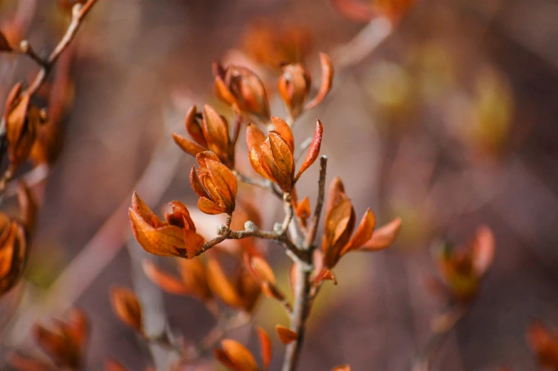 a close up of a plant with orange leaves, by Gwen Barnard, trending on pexels, hurufiyya, magnolia stems, early spring, quixel megascans, brown