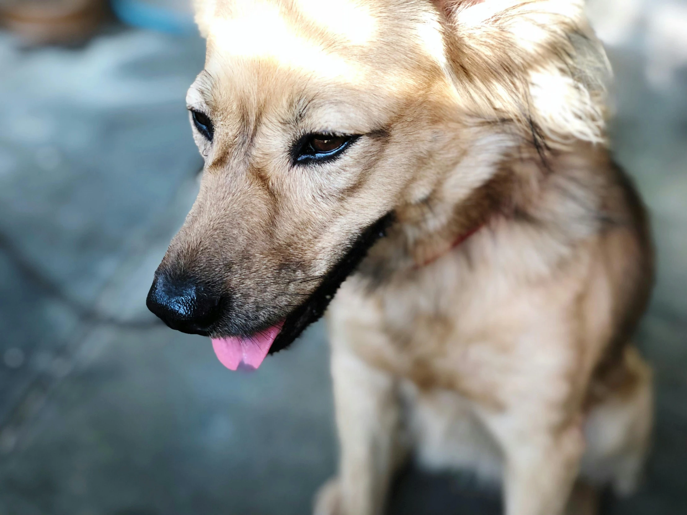 a close up of a dog with its tongue out, unsplash, photorealism, small blond goatee, she's sad, a dingo mascot, a high angle shot
