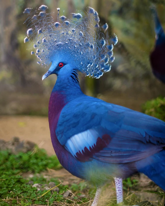 a couple of birds that are standing in the grass, an album cover, pexels contest winner, sumatraism, blue mohawk hairstyle, beautiful animal pearl queen, beautiful!!!! museum photo, indigo rainbow