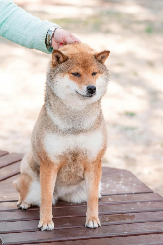 a brown and white dog sitting on top of a wooden bench, a stipple, inspired by Shiba Kōkan, trending on unsplash, shin hanga, holding court, the hime cut, slightly tanned, beautiful lady