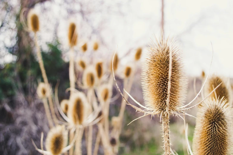 a bunch of dried plants in a field, unsplash, land art, long spiky fluffy smooth hair, instagram post, botanic garden, coxcomb