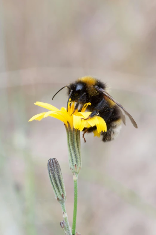 a bee sitting on top of a yellow flower, by John Gibson, happening, drinking, black and yellow scheme, digging, ap