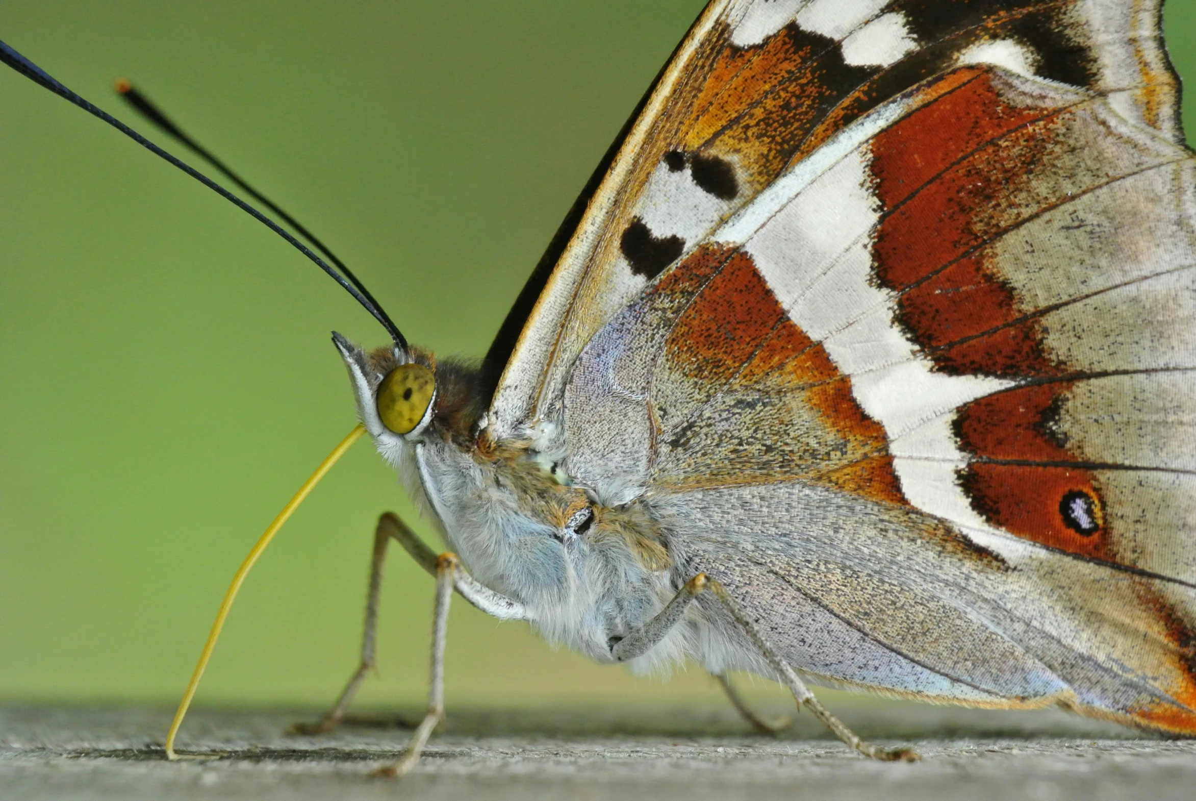 a close up of a butterfly on a wooden surface, by Dave Allsop, locusts and flies, tail raised, multicoloured, neck zoomed in