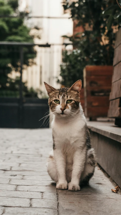 a brown and white cat sitting on a sidewalk, by Adam Rex, pexels contest winner, in a square, portrait shot 8 k, gif, caucasian