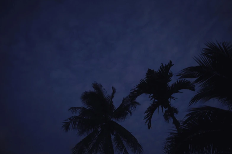 a couple of palm trees standing next to each other, an album cover, unsplash, hurufiyya, midnight blue, ☁🌪🌙👩🏾, humid evening, the sky is black