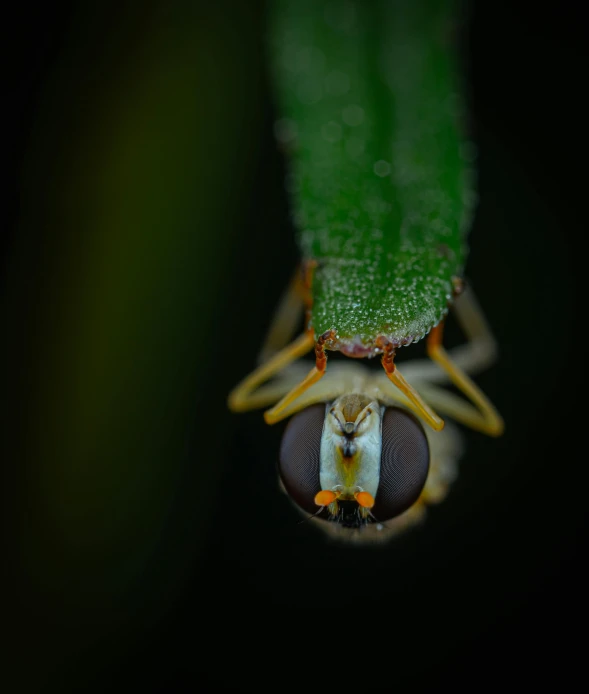 a bug sitting on top of a green leaf, a macro photograph, by Attila Meszlenyi, pexels contest winner, hurufiyya, a frontal portrait of a delicate, at nighttime, portrait of tall, birds eye view