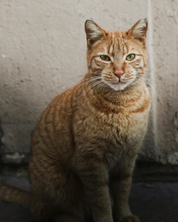 a cat sitting on the ground in front of a wall, lgbtq, perfectly proportioned face, a photograph of a rusty, trending photo