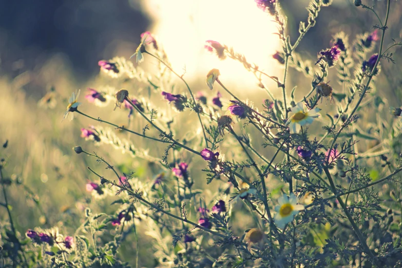 a bunch of purple flowers sitting on top of a lush green field, a picture, inspired by Elsa Bleda, unsplash, romanticism, sun flairs, pink yellow flowers, sepia sunshine, moonlight shining on wildflowers