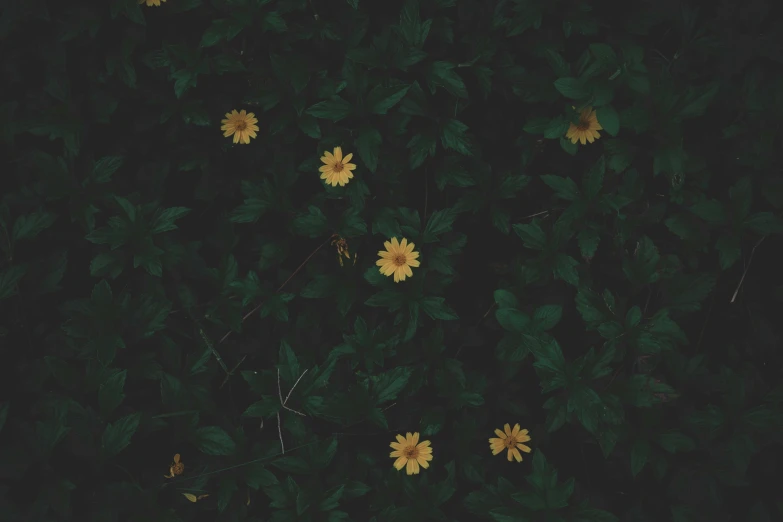 a bunch of yellow flowers sitting on top of a lush green field, an album cover, inspired by Elsa Bleda, unsplash contest winner, minimalism, dark flower pattern wallpaper, forest floor, instagram picture, during the night