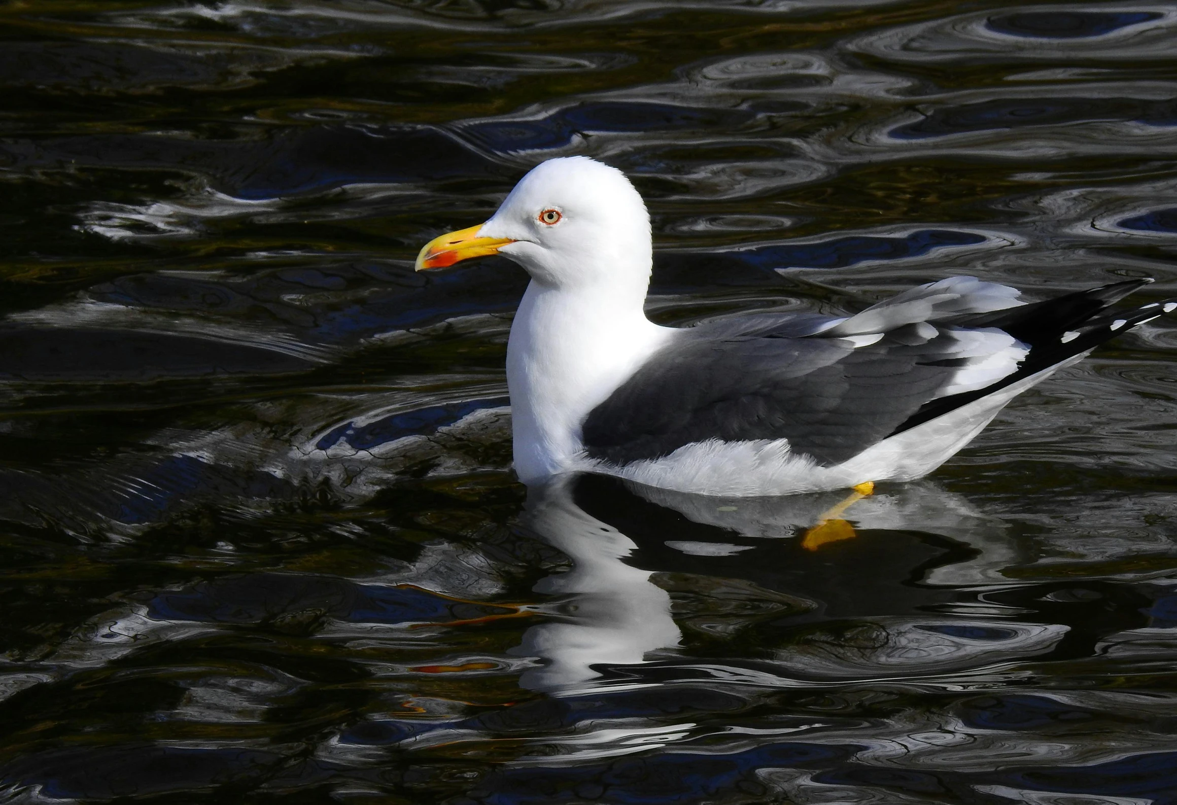 a seagull floating on top of a body of water, black sokkel, with a yellow beak, white skin and reflective eyes, hestiasula head