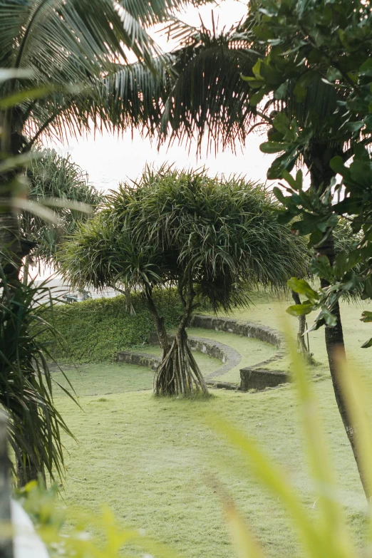 a giraffe standing on top of a lush green field, inspired by Patrick Dougherty, unsplash, land art, bali, pathway, coast, ground covered in mist