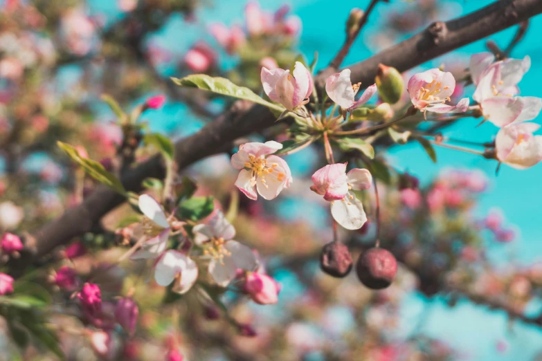 a close up of a tree with pink flowers, by Emma Andijewska, pexels, colourful apples, background image, vintage color photo, 🌸 🌼 💮