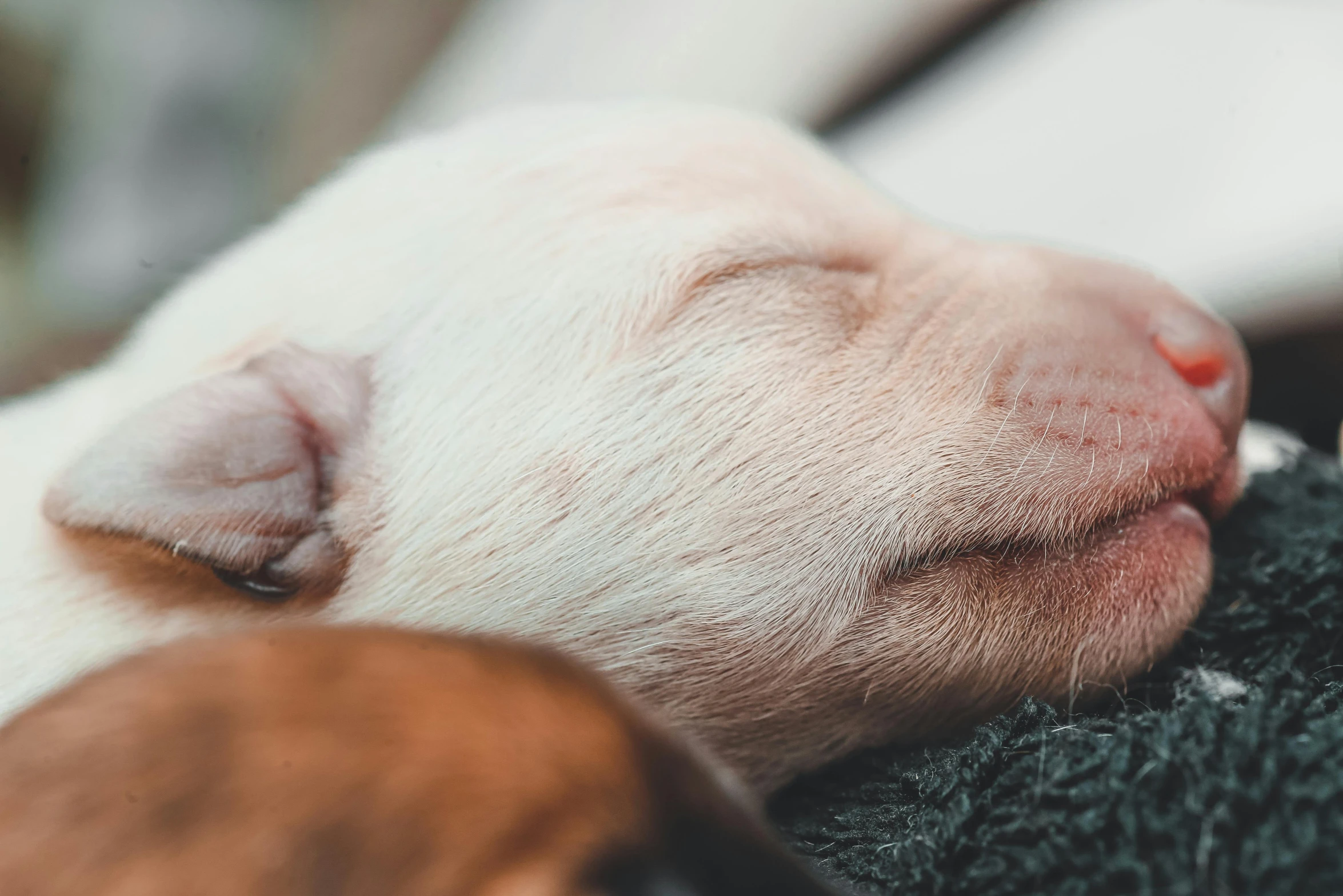 a close up of a puppy sleeping on a blanket, trending on pexels, pigs, albino skin, thumbnail, cinematic