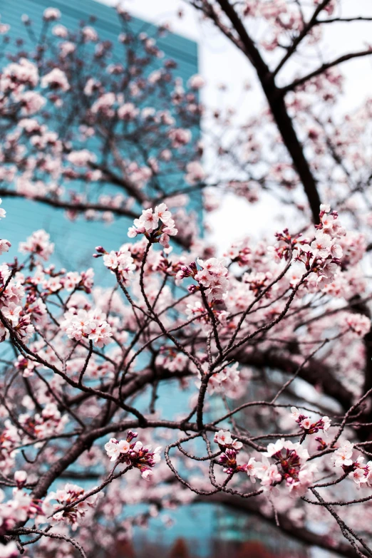 a tree with pink flowers in front of a blue building, a picture, inspired by Elsa Bleda, trending on unsplash, plum blossom, city views, on black background, photograph of april