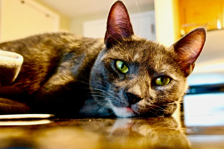 a cat that is laying down on the floor, by Matt Cavotta, unsplash, photorealism, on kitchen table, pointy ears, full of greenish liquid, looking content