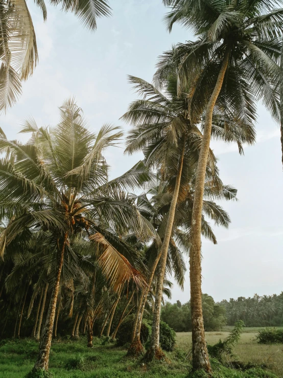 a group of palm trees sitting on top of a lush green field, pexels contest winner, coconuts, trending on vsco, low quality photo