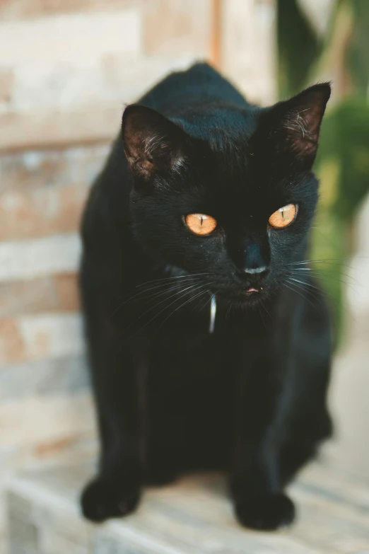 a black cat sitting on top of a wooden bench, by Julia Pishtar, pexels contest winner, piercing stare, black horns, black and orange, vantablack gi