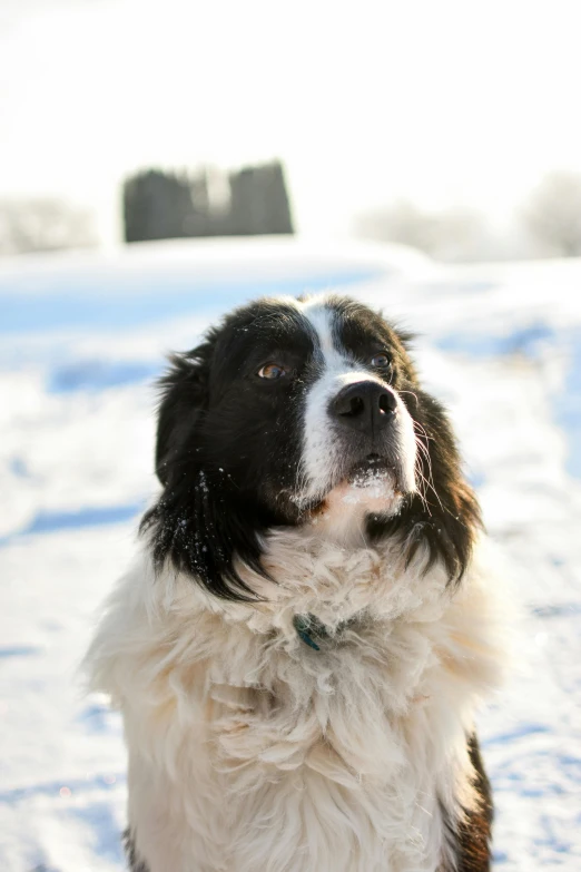 a black and white dog sitting in the snow, in sunny weather, sandra pelser, up-close, february)