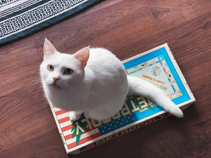 a white cat sitting on top of a box, inspired by Jean-Léon Gérôme, trending on reddit, pop art, playing board games, fourth of july, low quality photo, white floor