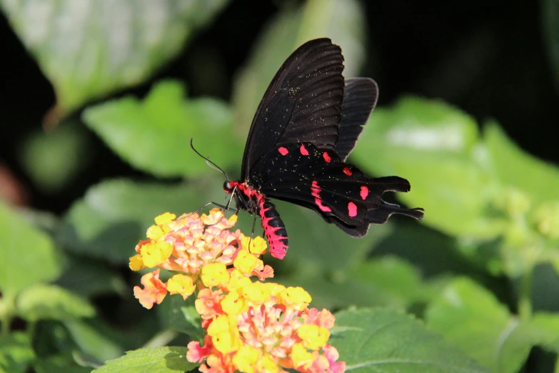 a close up of a butterfly on a flower, hot pink and black, tropical flower plants, low quality photo, fan favorite