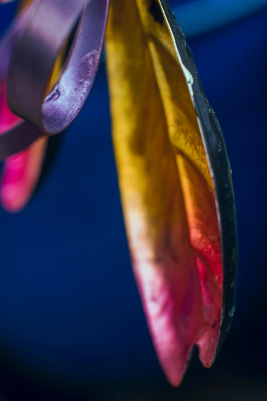 a close up of a flower with a blue background, a macro photograph, inspired by Lynda Benglis, ribbons, color leaves, color ( sony a 7 r iv, 15081959 21121991 01012000 4k