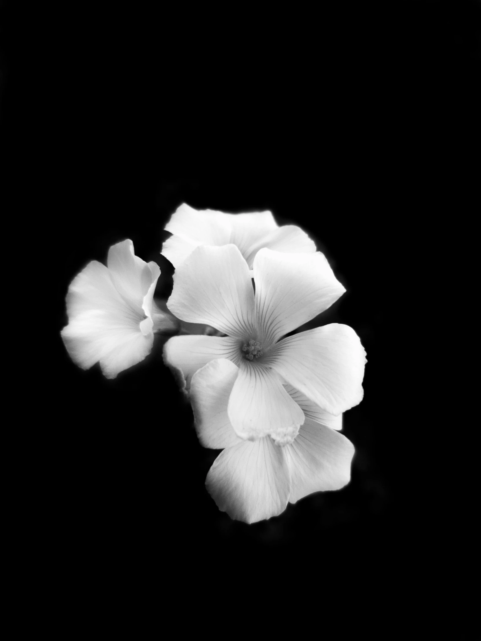 a black and white photo of a flower, minimalism, trio, dramatic lighting - n 9, sandra pelser, verbena