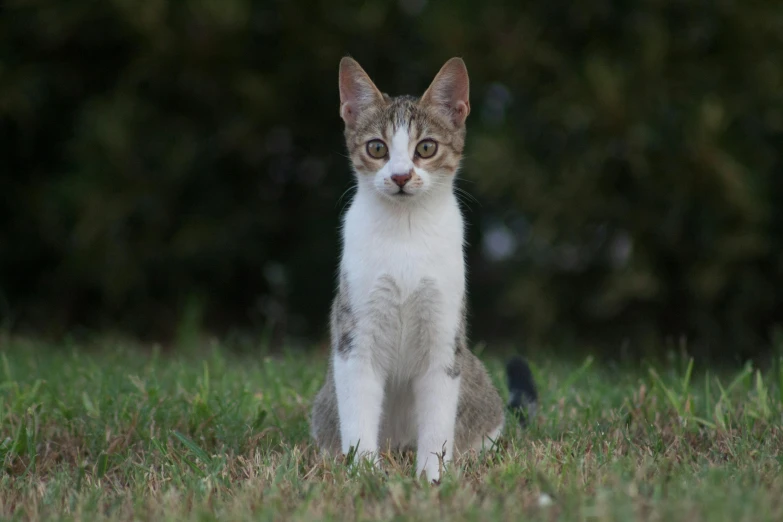 a cat that is sitting in the grass, posing for a picture