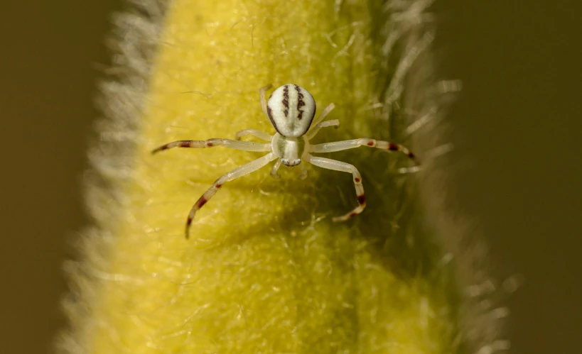 a close up of a spider on a plant, a macro photograph, pexels contest winner, hurufiyya, silver eyes full body, garis edelweiss, high - resolution, macro photography 8k