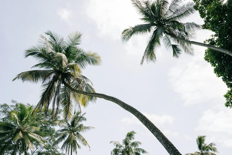 a couple of palm trees standing next to each other, unsplash contest winner, hurufiyya, sri lanka, canopy, picnic, jen atkin