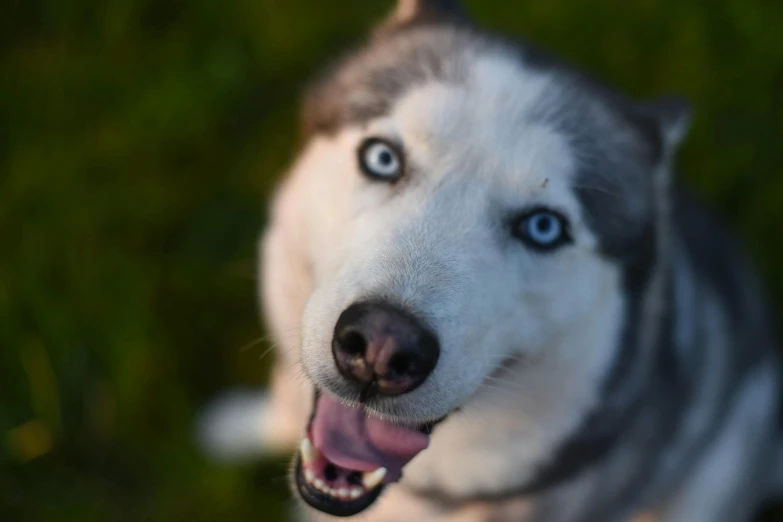 a close up of a dog with its mouth open, pexels contest winner, light grey-blue eyes, husky, posing for a picture, cross-eyed